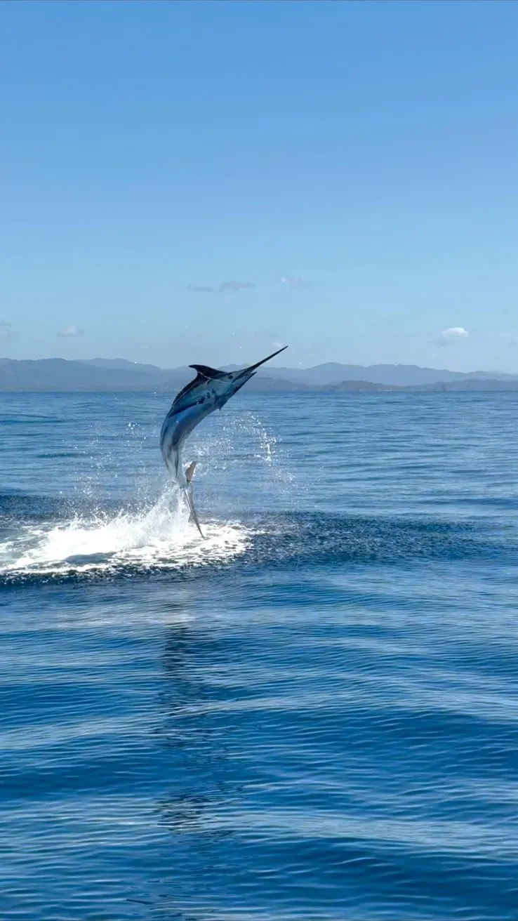 A marlin clear of the water in the deep blue off Playa Garza