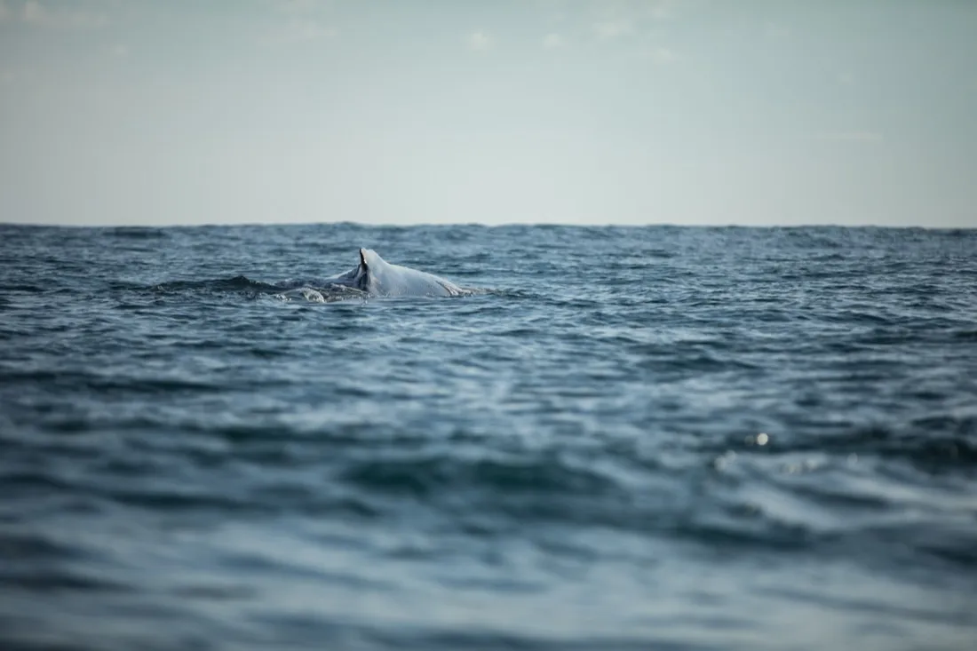 A whale surfacing in the open water off Nosara