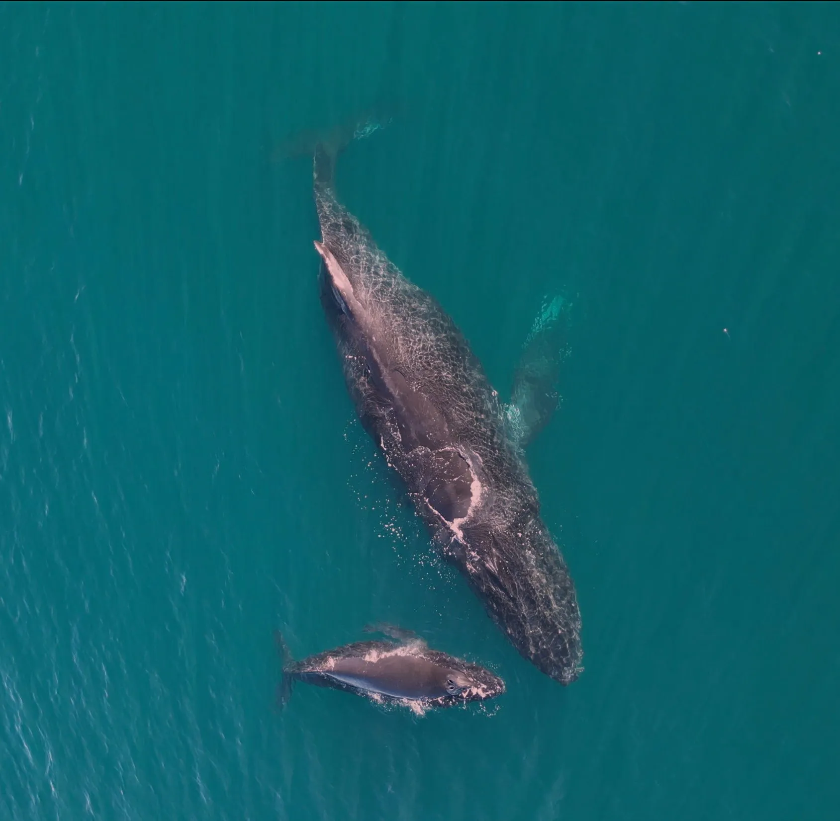 A humpback whale and her calf from the air