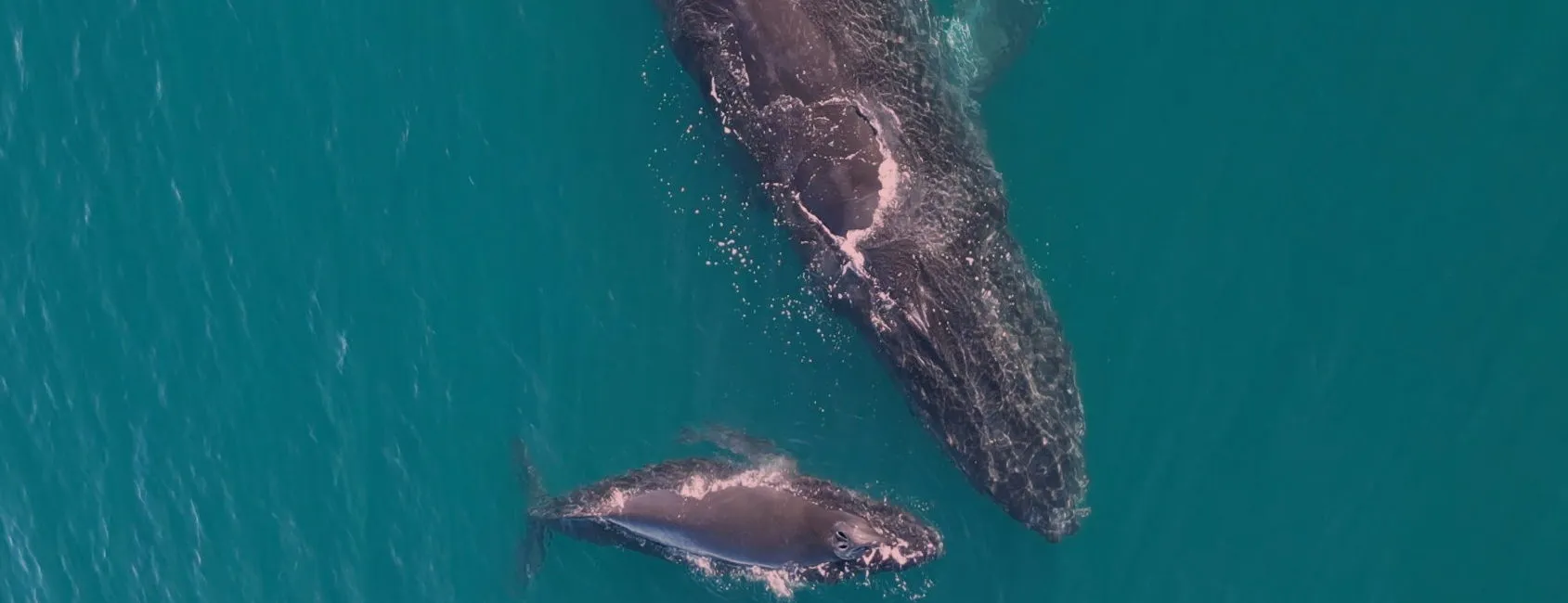 A humpback whale and her calf just under the surface off Nosara, from the air