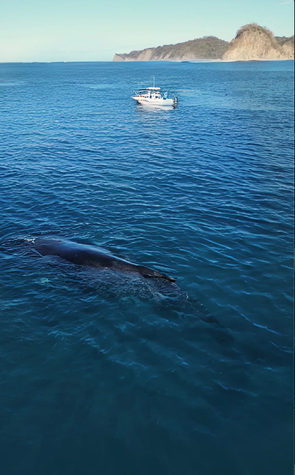 A humpback whale surfacing off Nosara